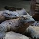 <span class='foto_uloz' id='uloz'></span>2025 - Pangolin I: letní Vánoce a výlet do zoo<span class='foto_uloz' id='galerie_odk'></span>