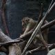 <span class='foto_uloz' id='uloz'></span>2025 - Pangolin I: letní Vánoce a výlet do zoo<span class='foto_uloz' id='galerie_odk'></span>