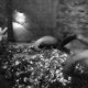 <span class='foto_uloz' id='uloz'></span>2025 - Pangolin I: letní Vánoce a výlet do zoo<span class='foto_uloz' id='galerie_odk'></span>