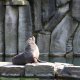 <span class='foto_uloz' id='uloz'></span>2025 - Pangolin I: letní Vánoce a výlet do zoo<span class='foto_uloz' id='galerie_odk'></span>